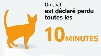 Chats-perdus-icad