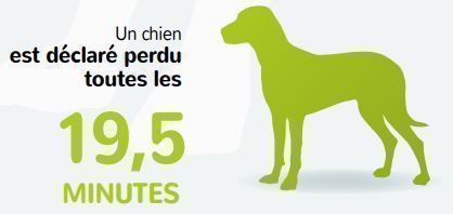 Chiens-perdus-icad